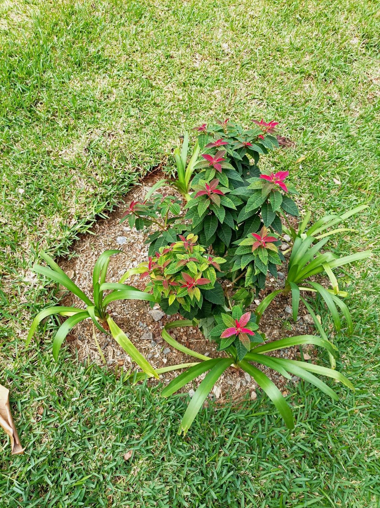 Mi Hogar Jarabacoa Lägenhet Exteriör bild